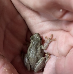 Litoria quiritatus at Culburra Beach, NSW - 24 Jan 2023 08:19 PM