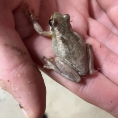 Litoria quiritatus at Culburra Beach, NSW - 24 Jan 2023 08:19 PM