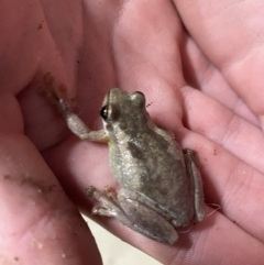 Litoria quiritatus at Culburra Beach, NSW - 24 Jan 2023 08:19 PM