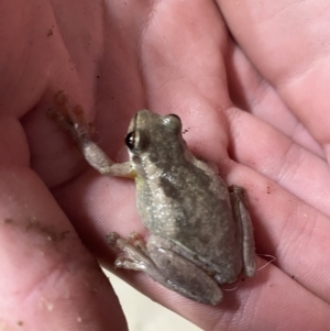 Litoria quiritatus at Culburra Beach, NSW - 24 Jan 2023