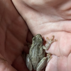 Litoria quiritatus at Culburra Beach, NSW - 24 Jan 2023 08:19 PM