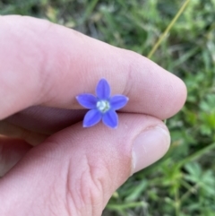 Wahlenbergia multicaulis (Tadgell's Bluebell) at Tarago, NSW - 24 Jan 2023 by Tapirlord