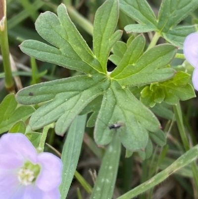 Geranium sp. Pleated sepals (D.E.Albrecht 4707) Vic. Herbarium (Naked Crane's-bill) at Tarago, NSW - 24 Jan 2023 by Tapirlord