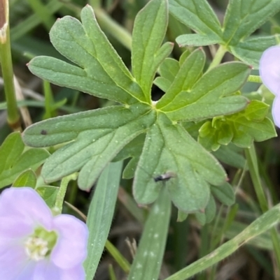 Geranium sp. Pleated sepals (D.E.Albrecht 4707) Vic. Herbarium at Tarago, NSW - 24 Jan 2023 by Tapirlord