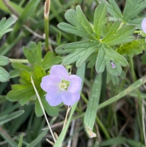 Geranium sp. Pleated sepals (D.E.Albrecht 4707) Vic. Herbarium at Tarago, NSW - 24 Jan 2023 02:51 PM