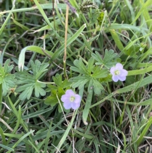 Geranium sp. Pleated sepals (D.E.Albrecht 4707) Vic. Herbarium at Tarago, NSW - 24 Jan 2023 02:51 PM