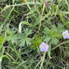 Geranium sp. Pleated sepals (D.E.Albrecht 4707) Vic. Herbarium at Tarago, NSW - 24 Jan 2023