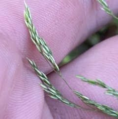 Agrostis (genus) (Bentgrass) at Wilsons Valley, NSW - 23 Jan 2023 by Tapirlord