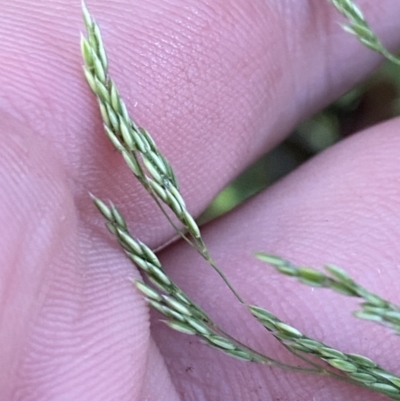 Agrostis (genus) (Bentgrass) at Wilsons Valley, NSW - 23 Jan 2023 by Tapirlord