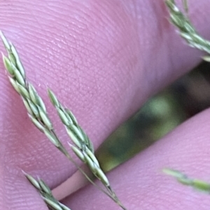 Agrostis sp. at Wilsons Valley, NSW - 23 Jan 2023