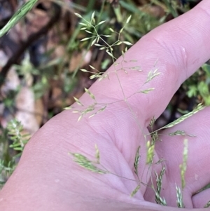 Agrostis sp. at Wilsons Valley, NSW - 23 Jan 2023