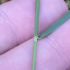 Agrostis sp. at Wilsons Valley, NSW - 23 Jan 2023 07:49 AM