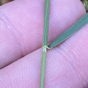 Agrostis sp. at Wilsons Valley, NSW - 23 Jan 2023