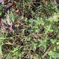 Agrostis sp. at Wilsons Valley, NSW - 23 Jan 2023