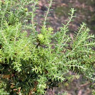 Acrothamnus montanus at Wilsons Valley, NSW - 23 Jan 2023 by Tapirlord