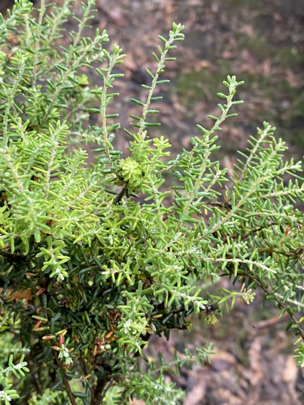 Acrothamnus montanus at Wilsons Valley, NSW - 23 Jan 2023