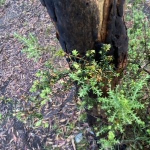 Acrothamnus montanus at Wilsons Valley, NSW - 23 Jan 2023 07:42 AM