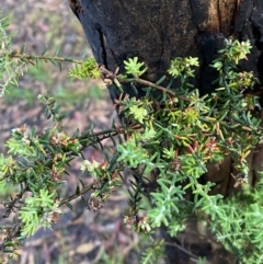 Acrothamnus montanus at Wilsons Valley, NSW - 23 Jan 2023 07:42 AM