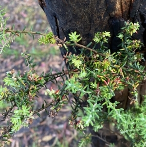 Acrothamnus montanus at Wilsons Valley, NSW - 23 Jan 2023