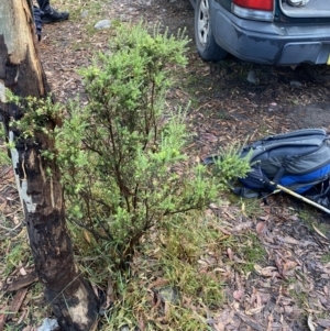 Acrothamnus montanus at Wilsons Valley, NSW - 23 Jan 2023 07:42 AM