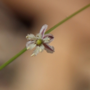 Arthropodium glareosorum at Moruya, NSW - suppressed