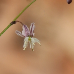 Arthropodium glareosorum at Moruya, NSW - suppressed