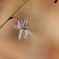 Arthropodium sp. South-east Highlands (N.G.Walsh 811) Vic. Herbarium at Moruya, NSW - 3 Feb 2023