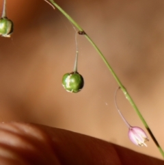 Arthropodium glareosorum at Moruya, NSW - suppressed