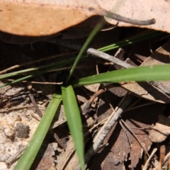 Arthropodium glareosorum at Moruya, NSW - suppressed