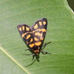 Asura lydia (Lydia Lichen Moth) at Broulee Moruya Nature Observation Area - 3 Feb 2023 by LisaH