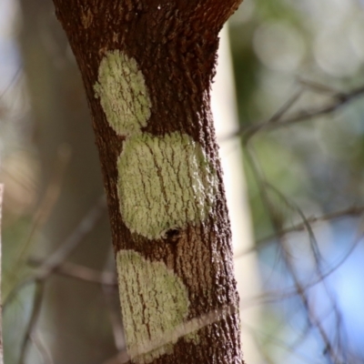 Unidentified Fungus at Moruya, NSW - 3 Feb 2023 by LisaH