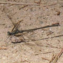 Austroargiolestes icteromelas (Common Flatwing) at Cotter Reserve - 2 Feb 2023 by RodDeb