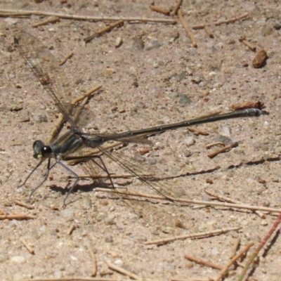 Austroargiolestes icteromelas (Common Flatwing) at Cotter Reserve - 2 Feb 2023 by RodDeb