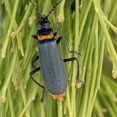 Chauliognathus lugubris (Plague Soldier Beetle) at Paddys River, ACT - 3 Feb 2023 by abread111