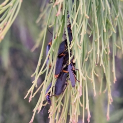 Chauliognathus lugubris at Paddys River, ACT - 3 Feb 2023