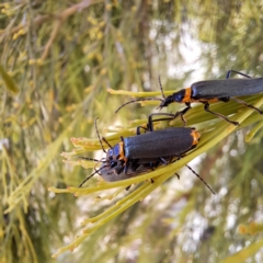 Chauliognathus lugubris at Paddys River, ACT - 3 Feb 2023