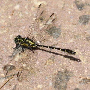 Hemigomphus sp. (genus) at Coree, ACT - 2 Feb 2023