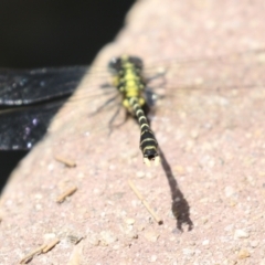 Hemigomphus sp. (genus) at Coree, ACT - 2 Feb 2023