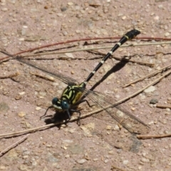 Hemigomphus heteroclytus (Stout Vicetail) at Paddys River, ACT - 2 Feb 2023 by RodDeb