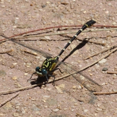 Hemigomphus heteroclytus (Stout Vicetail) at Cotter Reserve - 2 Feb 2023 by RodDeb