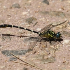 Hemigomphus heteroclytus at Paddys River, ACT - 2 Feb 2023 12:29 PM