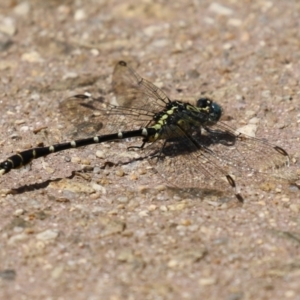 Hemigomphus heteroclytus at Paddys River, ACT - 2 Feb 2023