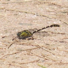 Hemigomphus heteroclytus at Paddys River, ACT - 2 Feb 2023 12:29 PM