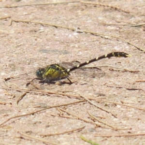 Hemigomphus heteroclytus at Paddys River, ACT - 2 Feb 2023 12:29 PM