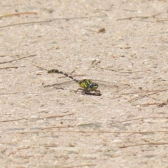 Hemigomphus heteroclytus at Paddys River, ACT - 2 Feb 2023 12:29 PM