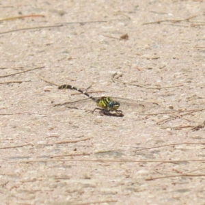 Hemigomphus heteroclytus at Paddys River, ACT - 2 Feb 2023 12:29 PM