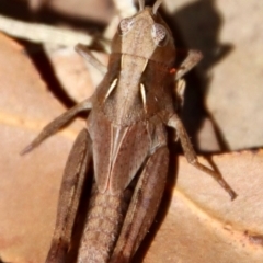 Caledia captiva (grasshopper) at Broulee Moruya Nature Observation Area - 3 Feb 2023 by LisaH