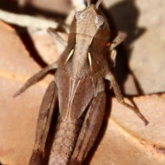 Caledia captiva (grasshopper) at Moruya, NSW - 3 Feb 2023 by LisaH