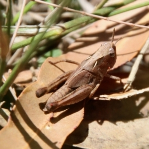 Caledia captiva at Moruya, NSW - suppressed