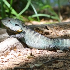 Intellagama lesueurii howittii (Gippsland Water Dragon) at Cotter Reserve - 2 Feb 2023 by RodDeb
